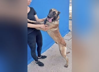 Tintin, seit einem Jahr im Tierheim