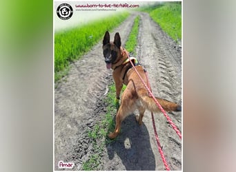 Bildhübscher Amar sucht sein Zuhause