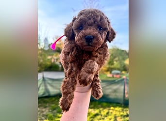 Rot Toypudel sucht neues Zuhause