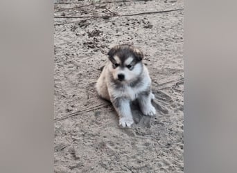 Welpen Alaska Malamute- Husky Mix