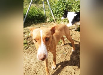 Casper, freundlich und verspielt