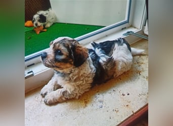 Welpen Malteser Rasse mit Foxterrier Rasse