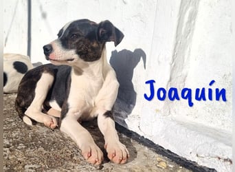 Joaquín 10/2024 (ESP Pflegestelle) - neugieriger und verschmuster, kleiner Bodeguero-Mix Welpe!