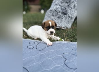 Jack Russel Terrier Welpen mit Stammbaum
