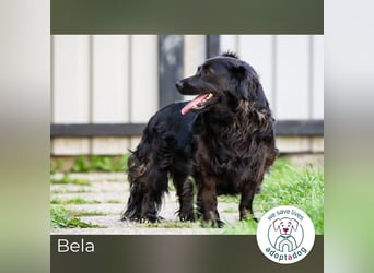 Bela: Stiller Mut und sanftes Wesen