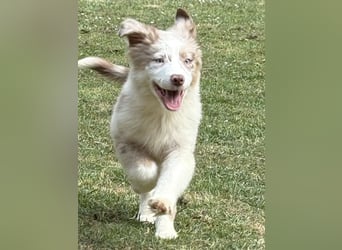 Tolle Australian Shepherd Welpen suchen Ihre Herzenfank