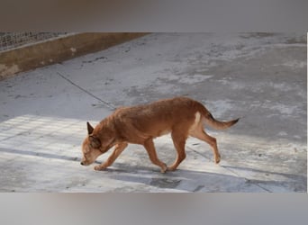 Freundliche, zarte Podenca Bilma