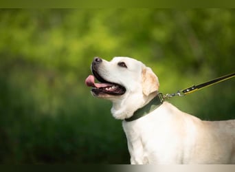 Labrador Bern sucht ein Zuhause