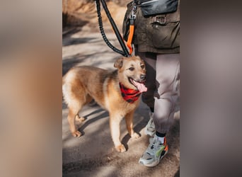 Hundemädchen Mila sucht Familie