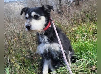 Schnauzer-Mix ♥Milo♥ ein aktiver, absoluter Herzens-Hund