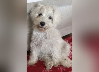 Weiße Zwergschnauzer Welpen nicht haarend reinrassig
