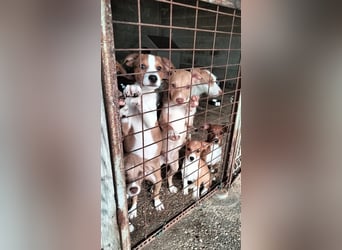 Hundekind JOCA sucht Familie mit Herz