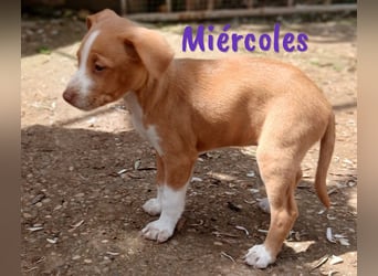 Miércoles 01/2025 (ESP) - verspieltes und neugieriges Podenco Mädchen!