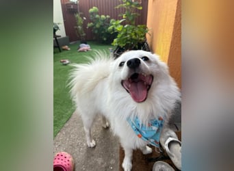 Goofy SR – Herzensguter Rüde sucht liebevolles Zuhause