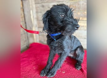 ❤️ zarter kleiner NEGRO - 6 Monate, 3cm/5,5kg - Schnauzer-Mix