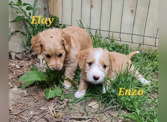 Kleiner Draufgänger Enzo