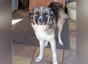 Darla- griechischer Schäferhund-Mischling
