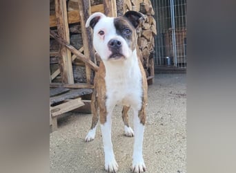Momo ❤️ loyal, verschmust sucht Zuhause!