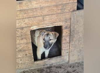Wastl, 1 1/3 jähriger  Bub,  mittelgroß, verspielt, offen, neugierig, Flausen im Kopf