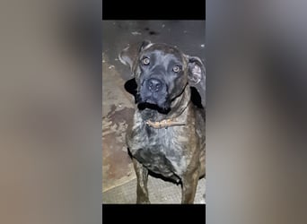 Greta