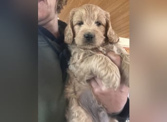 Goldendoodle mini Medium Doodle Abgabe an Pfingsten