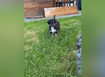 Supersüsse Australian Shepherd Welpen in der Farbe