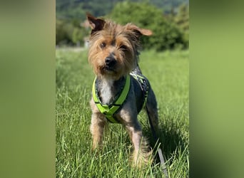 Coco, aktiv und katzenfreundlich
