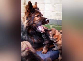 Typvolle Altdeutsche Schäferhund Welpen