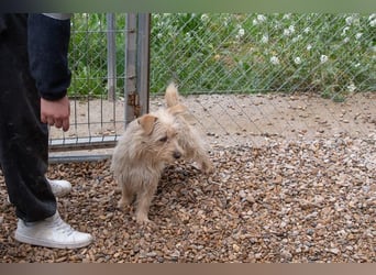 COTTON-viel zu süß fürs Tierheim-wer holt mich hier raus?
