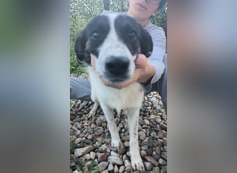 Ringo sucht seine Menschen