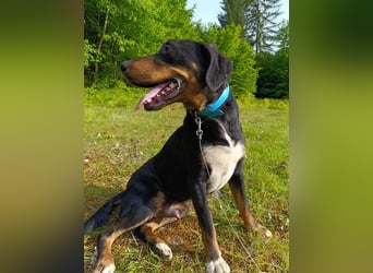 Kolt -Jagdterrier Mix