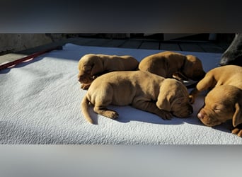 Magyar Vizsla Welpe