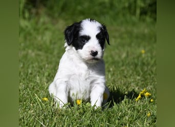 traumhaft hübscher Tibet Terrier Welpen aus erfahrender Zucht  sind geboren dürfen im Juni ausziehen