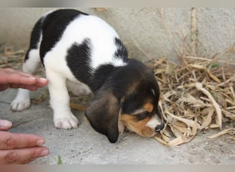 MICKY-ruhiges, freundliches, neugierig, gelassenes Hundemädchen sucht ihr liebevolles Zuhause