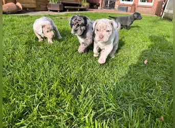 Exquisit Bulladors (Labrador, English Bulldogge)mit vollen Papieren, Ahnentafeln, Gesundheitszeugnis