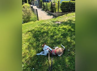 ♥JUPPI♥ auf Pflegestelle bei Köln - wunderschöner, aufgeschlossener, aktiver Rüde 44 cm