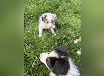 Ein besonderes Mäuschen sucht ein besonderes Zuhause 