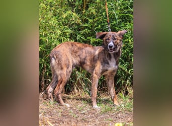 Peanut, Mix Labrador / Rafeiro Alentejano, lieb und sozial