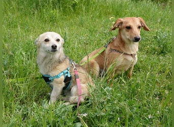 Zarte Amila sucht eine neue Familie