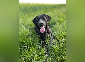 Maffy - Labrador-Mix-Hündin mit Herz sucht ihr Für-immer-Zuhause