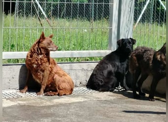ältere Mischlings Hündin Babsi sucht ein Zuhause oder Pflegestelle
