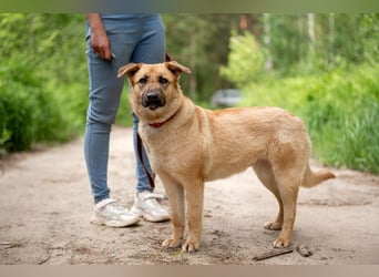 Treue MASHA wird ein perfekter Familienhund