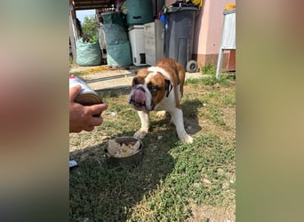 Orlando, gemütlicher Englische Bulldogge geb. 2025