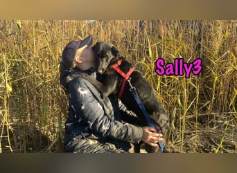 Sally3 geb. 04/2021 - sooo sanfte und verschmuste Hündin sucht liebevolle Menschen!