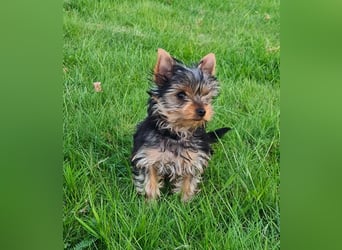 Yorkshire-Terrier Welpen,  reinrassig mit Ahnentafel sofort abgabebereit