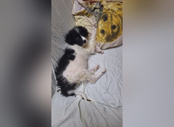 Kleiner Loki sucht ein Zuhause