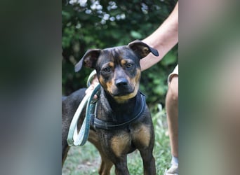 Fido SI – Ein aktiver Hund auf der Suche nach einem erfahrenen Zuhause