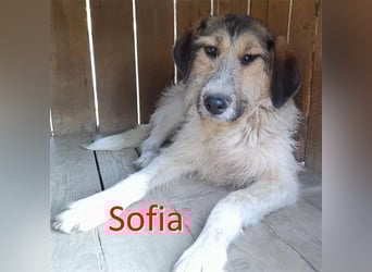SOFIA ❤  wartet in 48431 Rheine auf Dich