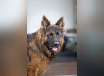 Carlo