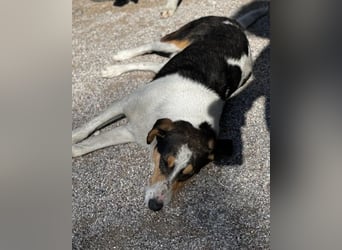 Dino ❤️ aufgeweckter, lieber Traumhund